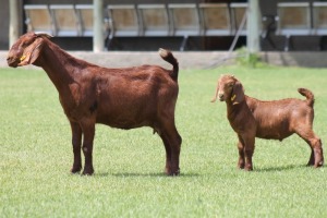 1+1X KALAHARI REDS OOI/EWE CARMIA WILLE