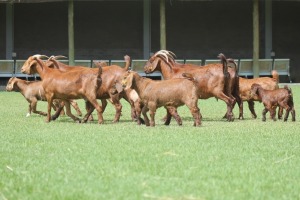 5+6X KALAHARI REDS OOI/EWE CARMIA WILLE (Per stuk om lot te neem)