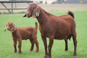 1+1X KALAHARI REDS OOI/EWE CARMIA WILLE