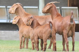 2+2X KALAHARI REDS OOI/EWE CARMIA WILLE (Per stuk om lot te neem)