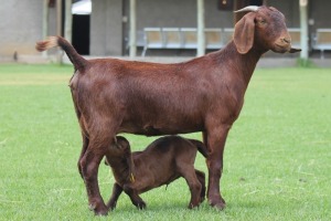 1+1X KALAHARI REDS OOI/EWE CARMIA WILLE