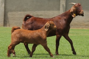 1+1X KALAHARI REDS OOI/EWE CARMIA WILLE