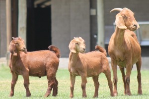 1+2X KALAHARI REDS OOI/EWE CARMIA WILLE