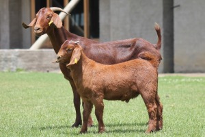 1+1X KALAHARI REDS OOI/EWE CARMIA WILLE