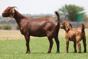 1+1X KALAHARI REDS OOI/EWE CARMIA WILLE