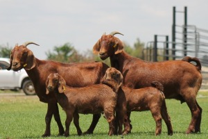 2+2X KALAHARI REDS OOI/EWE CARMIA WILLE (Per stuk om lot te neem)