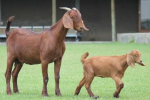 1+1X KALAHARI REDS OOI/EWE CARMIA WILLE