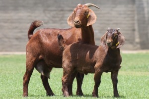 1+1X KALAHARI REDS OOI/EWE CARMIA WILLE