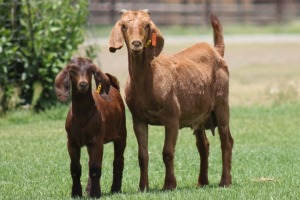 1+1X KALAHARI REDS OOI/EWE CARMIA WILLE