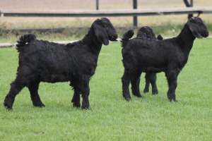 3X BLACK BERRY OOI/EWE CARMIA WILLE (Per stuk om lot te neem)