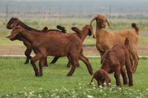 4X KALAHARI REDS OOI/EWE CARMIA WILLE (Per stuk om lot te neem)