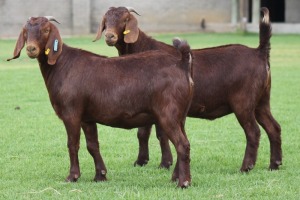 2X KALAHARI REDS OOI/EWE CARMIA WILLE (Per stuk om lot te neem)