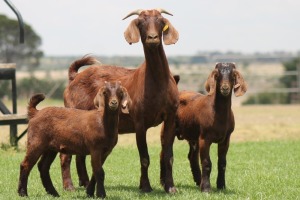 1+2X KALAHARI REDS OOI/EWE CARMIA WILLE