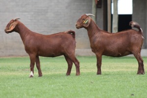 2X KALAHARI REDS OOI/EWE CARMIA WILLE (Per stuk om lot te neem)