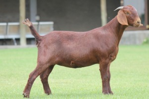 1X KALAHARI REDS OOI/EWE CARMIA WILLE