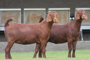 2X KALAHARI REDS OOI/EWE CARMIA WILLE (Per stuk om lot te neem)