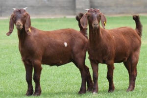 2X KALAHARI REDS OOI/EWE CARMIA WILLE (Per stuk om lot te neem)