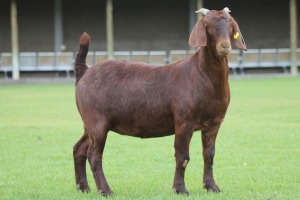 1X KALAHARI REDS OOI/EWE CARMIA WILLE