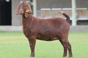 1X KALAHARI REDS OOI/EWE CARMIA WILLE