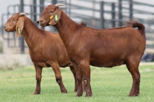 2X KALAHARI REDS OOI/EWE CARMIA WILLE (Per stuk om lot te neem)