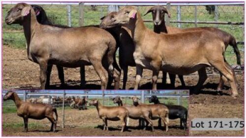 LOT 172L 1X MEATMASTER OOI/EWE