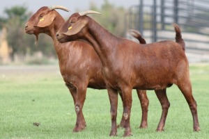 2X KALAHARI REDS OOI/EWE CARMIA WILLE (Per stuk om lot te neem)