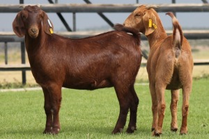 2X KALAHARI REDS OOI/EWE CARMIA WILLE (Per stuk om lot te neem)