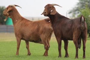 2X KALAHARI REDS OOI/EWE CARMIA WILLE (Per stuk om lot te neem)