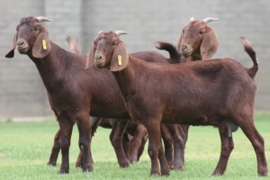 4X KALAHARI REDS OOI/EWE CARMIA WILLE (Per stuk om lot te neem)