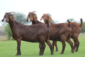 3X KALAHARI REDS OOI/EWE CARMIA WILLE (Per stuk om lot te neem)