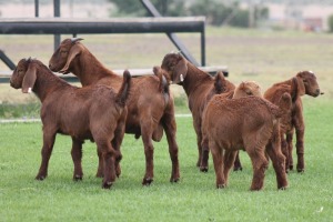 5X KALAHARI REDS RAM CARMIA WILLE (Per stuk om lot te neem)