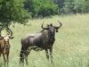 LOT 18 1+1xSPLIT BLOUWILDEBEES KOEI/SPLIT BLUE WILDEBEEST COW - 2