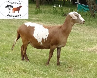 LOT 11 1X MEATMASTER OOI/EWE DORINGVELD MEATMASTERS