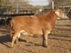 LOT 11 1X MEATMASTER OOI/EWE DORINGVELD MEATMASTERS - 2