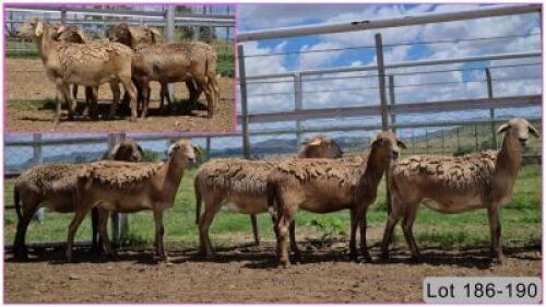 LOT 188P 1X MEATMASTER OOI/EWE - DRAGTIG
