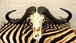 BUFFALO SKULL