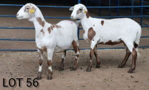 LOT 56 2X MEATMASTER OOI/EWE INKBOSPAN MEATMASTERS