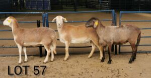 LOT 57 3X MEATMASTER OOI/EWE INKBOSPAN MEATMASTERS