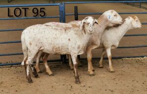 LOT 95 3X MEATMASTER OOI/EWE INKBOSPAN MEATMASTERS