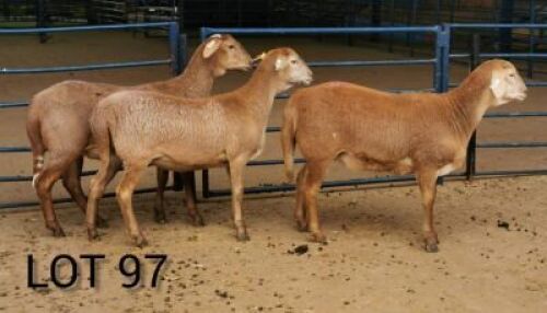 LOT 96 3X MEATMASTER OOI/EWE INKBOSPAN MEATMASTERS