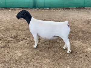 LOT 1 1X DORPER OOI/EWE LE ROY PHILLIPS T5