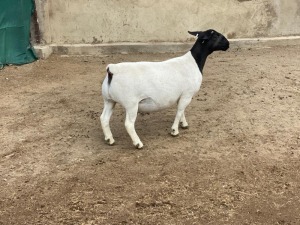 LOT 3 1X DORPER OOI/EWE LE ROY PHILLIPS T5