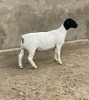 LOT 4 1X DORPER OOI/EWE LE ROY PHILLIPS T5