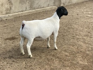 LOT 2 1X DORPER OOI/EWE LE ROY PHILLIPS T5