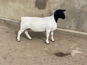 LOT 35 1X DORPER OOI/EWE LE ROY PHILLIPS T5