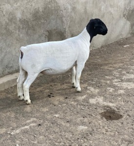 LOT 47 1X DORPER OOI/EWE LE ROY PHILLIPS T5