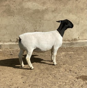 LOT 46 1X DORPER OOI/EWE LE ROY PHILLIPS T5