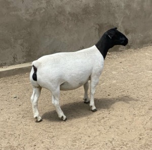 LOT 48 1X DORPER OOI/EWE LE ROY PHILLIPS T5