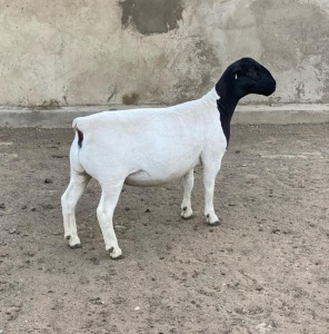 LOT 49 1X DORPER OOI/EWE LE ROY PHILLIPS T5