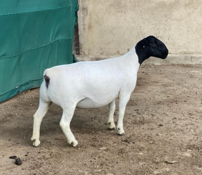 LOT 17 1X DORPER OOI/EWE LE ROY PHILLIPS T5